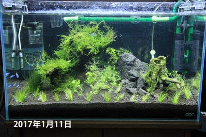 アクアリウム技術編