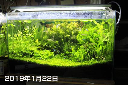 アクアリウム