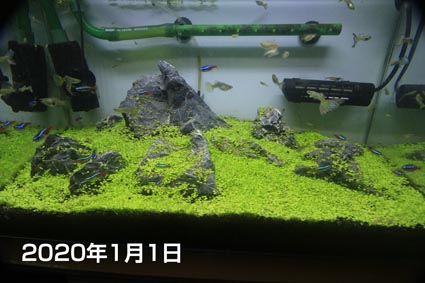 アクアリウム