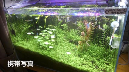 アクアリウム