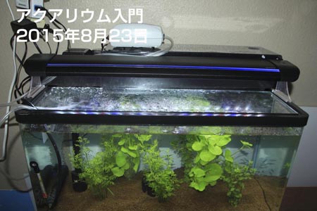 アクアリウム入門