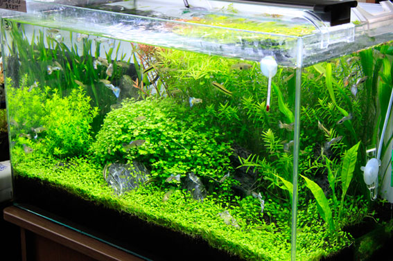 水草２